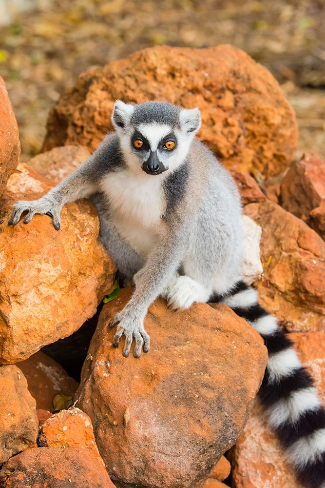 Madagascar-Berenty-Berenty Reserve Ring-tailed lemur sitting on some rocks
